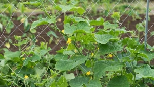 Nie zdążyłeś wysiać warzyw w terminie? W lipcu koniecznie sięgnij po niezawodne odmiany ogórków – twarde, bez chorób i odporne na pogodę dadzą lepsze plony.