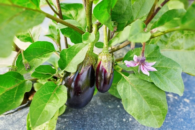 Bakłażany wymagają regularnego podlewania, gdyż źle znoszą przesuszenie