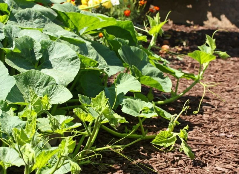 W gorące, letnie dni musisz szczególnie zadbać o nawodnienie ogórków, susza potrafi przekreślić marzenia o obfitych plonach