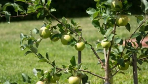 Drzewa owocowe mogą zostać zaatakowane przez kilka chorób grzybowych.