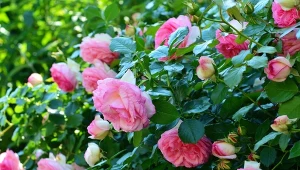 Co zrobić, żeby róże kwitły całe lato? Majowe przycinanie jest kluczowe - oto rada eksperta.