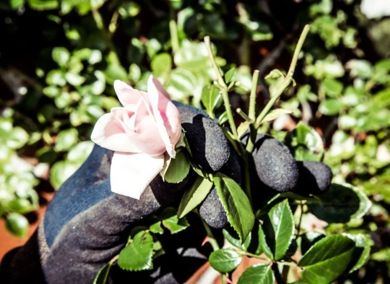 Umiejętne przycinanie po odkryciu oraz skracanie za długich pędów w maju pozwoli roślinie zawiązać masę pąków, z których wkrótce rozwiną się piękne...