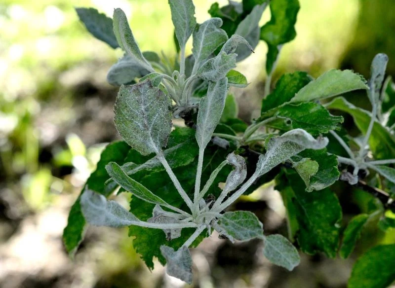 Na drzewach owocowych może rozwijać się mączniak