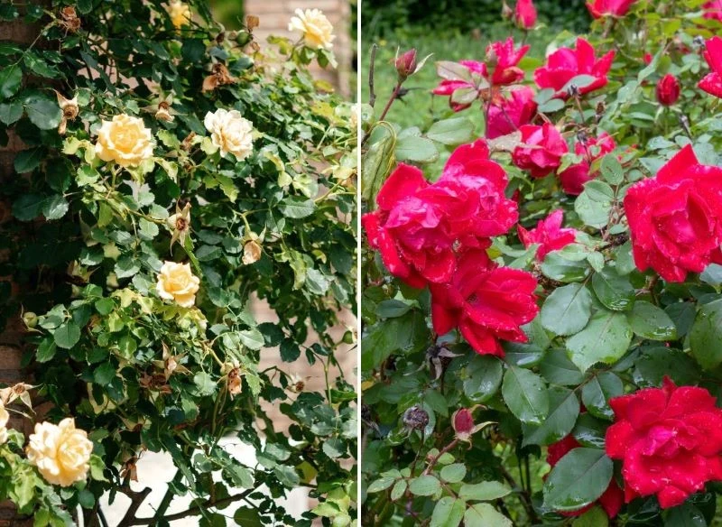 W zależności od odmiany róże potrafią zakwitać raz lub kilka razy, a niektóre utrzymują kwitnienie całymi tygodniami - wykorzystaj ich naturę do pr...