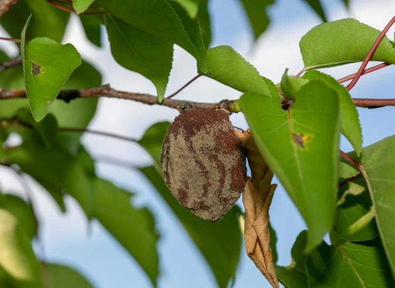 Brunatna zgnilizna drzew pestkowych dotyka m