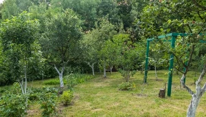 Jakie drzewa można sadzić w maju? Lista jest długa.