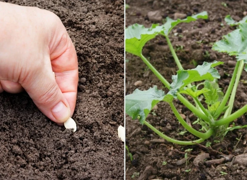Cukinię najlepiej sadzić po ostatnich przymrozkach