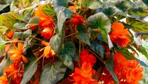 Begonia zwisająca stanie się efektowną ozdobą balkonu lub tarasu.