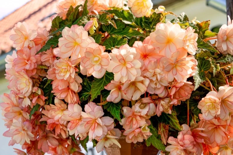 Odmiany begonii zwisającej różnią się m