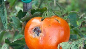 Szara pleśń i alternarioza na pomidorach to był koszmar. Teraz stosuję oprysk, którego zaskakująco prosty skład jak dotąd radzi sobie z ochroną krzaczków doskonale. Przepis znajdziesz poniżej.