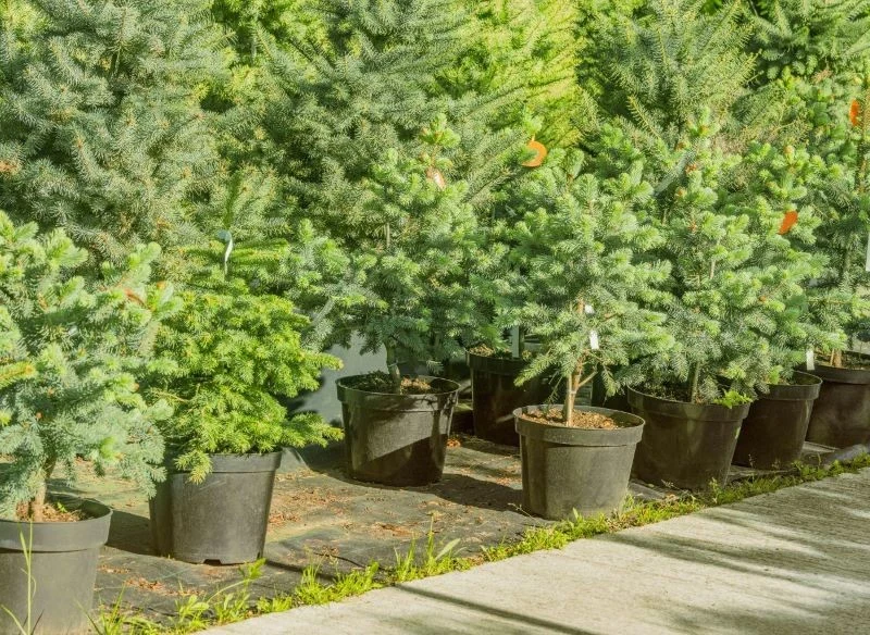 Jakie iglaki można sadzić w ogrodzie w maju