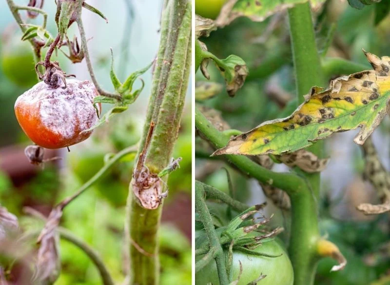 Choroby pomidorów powodują, że w krótkim czasie od zajęcia liści możesz stracić plony i to nie na jednej roślinie, ale w całych rzędach