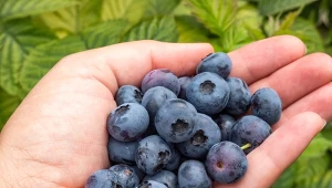 Chcesz mieć słodkie borówki? Pamiętaj o pielęgnacji krzewów w trakcie kwitnienia.