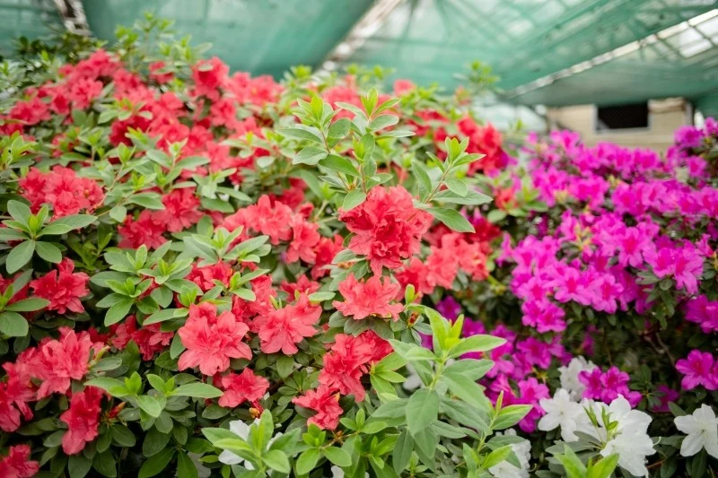 Aby móc obficie kwitnąć, azalia wymaga systematycznego nawożenia