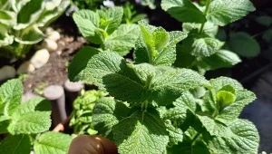Aromatyczne odmiany mięty warto posadzić w donicy na tarasie, przez całe lato będzie unosił się niezwykły zapach./deccoria.pl