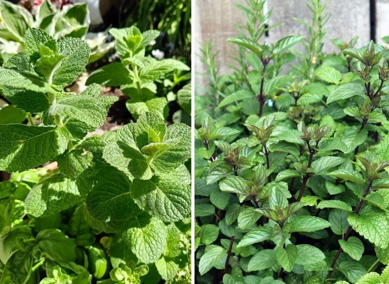 Spoglądając na wybrane odmiany mięty, w tym przypadku na czekoladową i jabłkową, od razu dostrzegamy wyraźną różnicę w budowie, strukturze i kolorz...