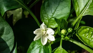 Sprawdź, czy warto obrywać pierwsze kwiaty papryki.