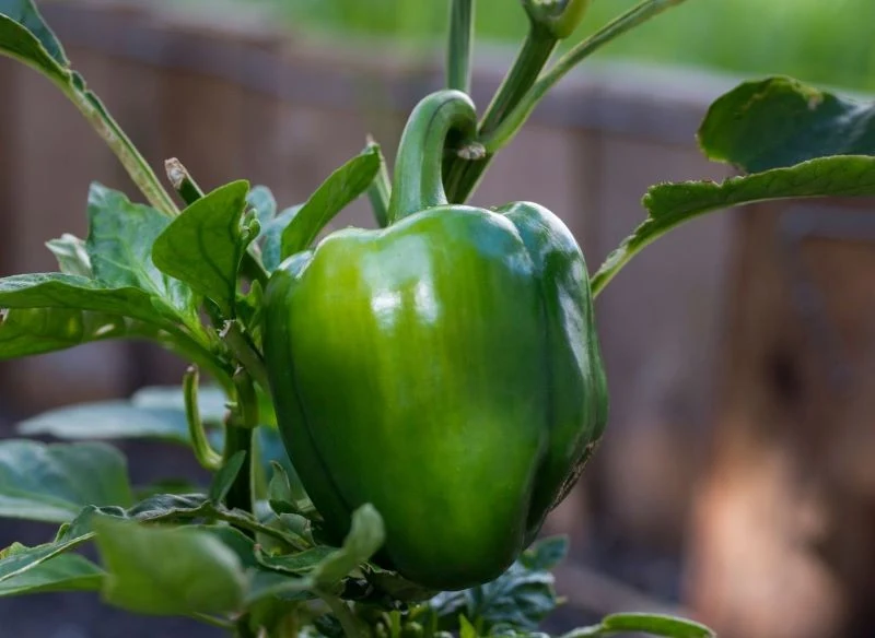 Uprawa papryki jest dość wymagająca, ale przynosi wiele satysfakcji