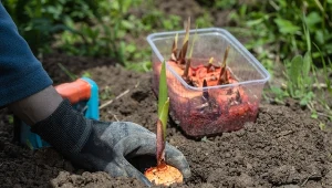 Ostatni dzwonek na posadzenie mieczyków. Pamiętaj o tym, zanim włożysz cebule do ziemi