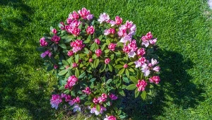 Czego potrzebuje rododendron, aby zakwitnąć?