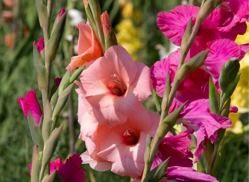 Mieczyki można sadzić od połowy kwietnia do końca maja