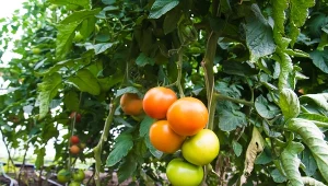 Tych pędów pomidorów nie wolno usuwać. Co można oberwać i kiedy to zrobić?