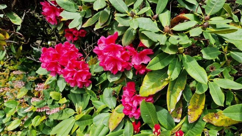 Niedobór składników odżywczych to jedna z przyczyn żółknięcia liści rododendrona