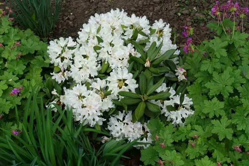 Półcieniste stanowisko jest idealne dla rododendronów