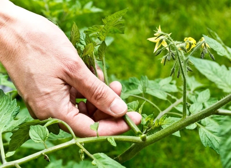 Tych pędów pomidorów nie wolno usuwać