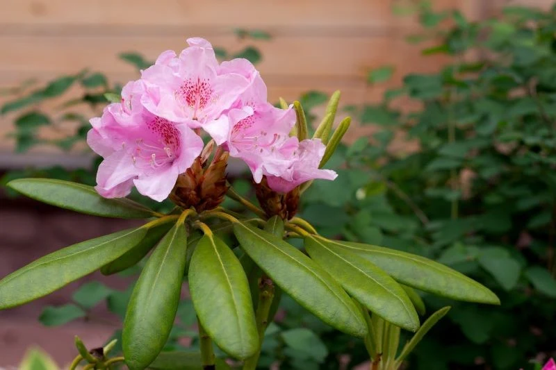 Rododendrony przycinamy po kwitnieniu