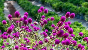 Zastosowanie gomfreny kulistej jest szersze niż ci się wydaje. To nie tylko niezwykła roślina ozdobna w ogrodzie - jej kwiatami można dekorować dania i je... jeść.