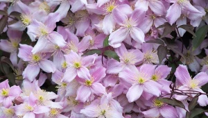 Powojniki montana obsypują się setkami delikatnych kwiatów.