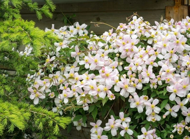 Największym atutem powojników montana jest spektakularne kwitnienie