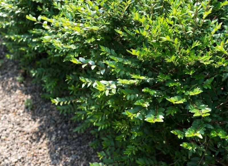 Suchodrzew rośnie gęsty i niesforny, dlatego wymaga formowania, ale gdy już nadasz mu kształt będzie nie do przejścia - zielona gęstwina skutecznie...