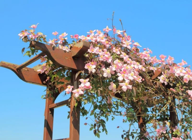 Większość powojników montana kwitnie na jasnoróżowy kolor