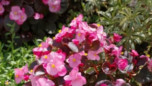 Podpowiadamy, jak pielęgnować begonie, by kwitły do jesiennych przymrozków.