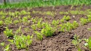 Jak przyspieszyć kiełkowanie marchewki? Wypróbuj sprawdzony sposób.