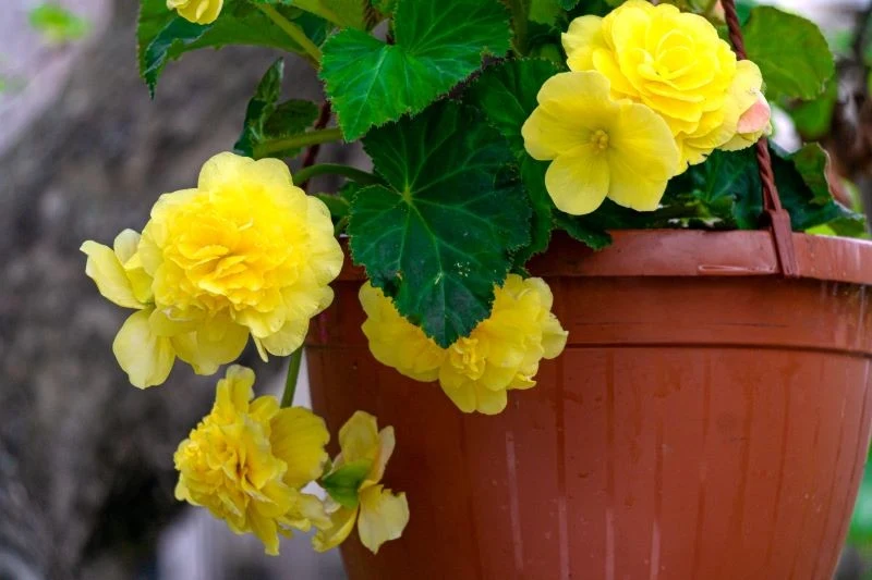 Istnieje wiele gatunków i odmian begonii w rozmaitych wariantach kolorystycznych