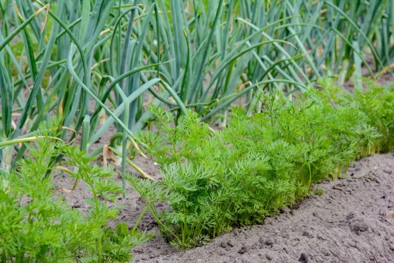 W zależności od odmiany marchewkę można wysiewać od marca aż do maja