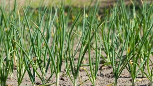 Wiele osób uprawiających cebulę może spotkać się z problemem usychania i żółknięcia szczypioru. Dlaczego tak się dzieje i jak sobie z tym poradzić?