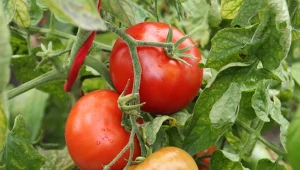 Wiele błędów można popełnić już na etapie sadzenia pomidorów. Jak ich uniknąć? Podpowiadamy.