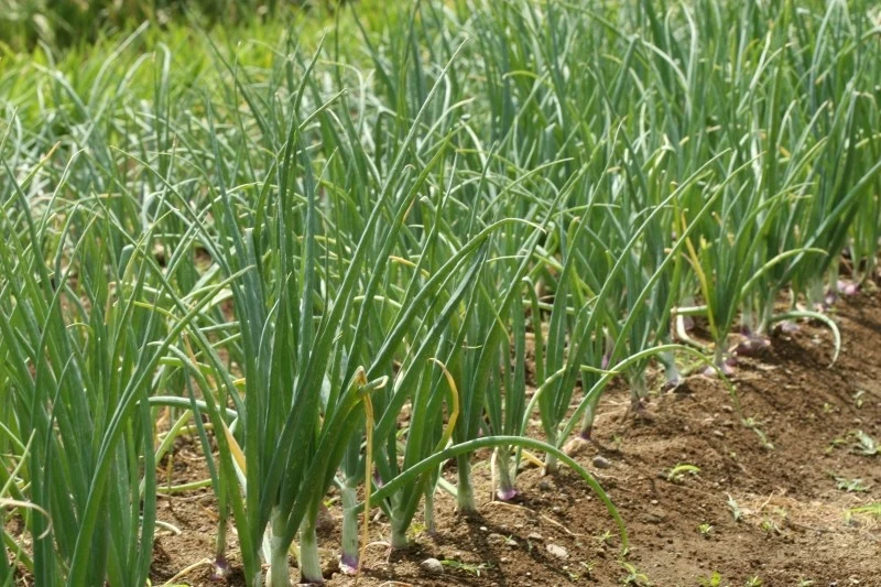 Żółte końcówki szczypioru cebuli mogą wskazywać na poważne problemy