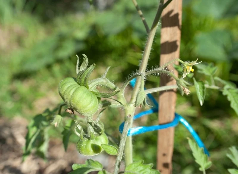 Jednym z błędów podczas sadzenia pomidorów jest źle palikowanie