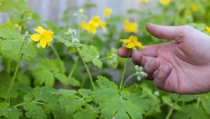 Glistnik nie tylko leczy, to także cenny surowiec do produkcji domowego nawozu dla roślin w twoim ogrodzie. Odżywi je i ochroni – potwierdzają to doświadczeni ogrodnicy.