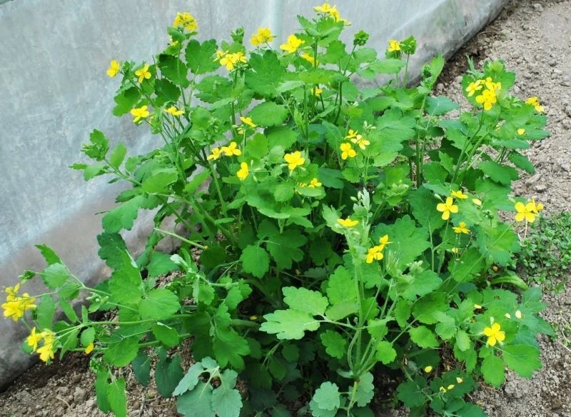 Glistnik wyrasta w wielu miejscach, nawet tam, gdzie warunki zupełnie temu nie sprzyjają