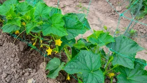 Sprawdź, co lubią ogórki, a czego na pewno nie zniosą.