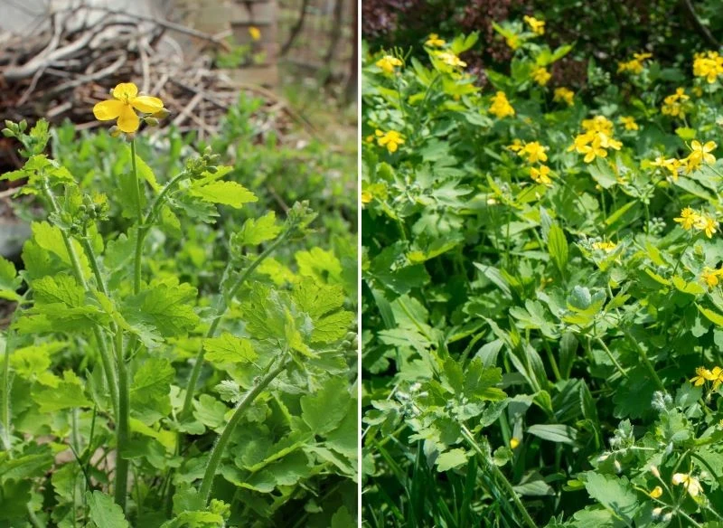 Roślinę łatwo rozpoznasz, ma charakterystyczne liście, kwiaty, dorasta do 90 cm i po przełamaniu puszcza pomarańczowy sok
