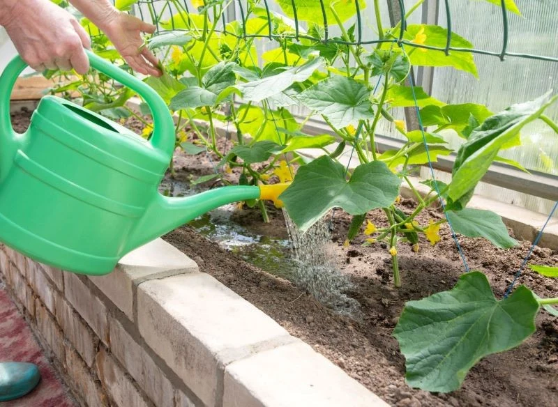 Ogórki możemy uprawiać w gruncie lub pod osłonami