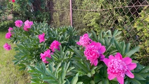 Chcesz przedłużyć kwitnienie piwonii? Jest na to sprawdzony sposób./Deccoria.pl