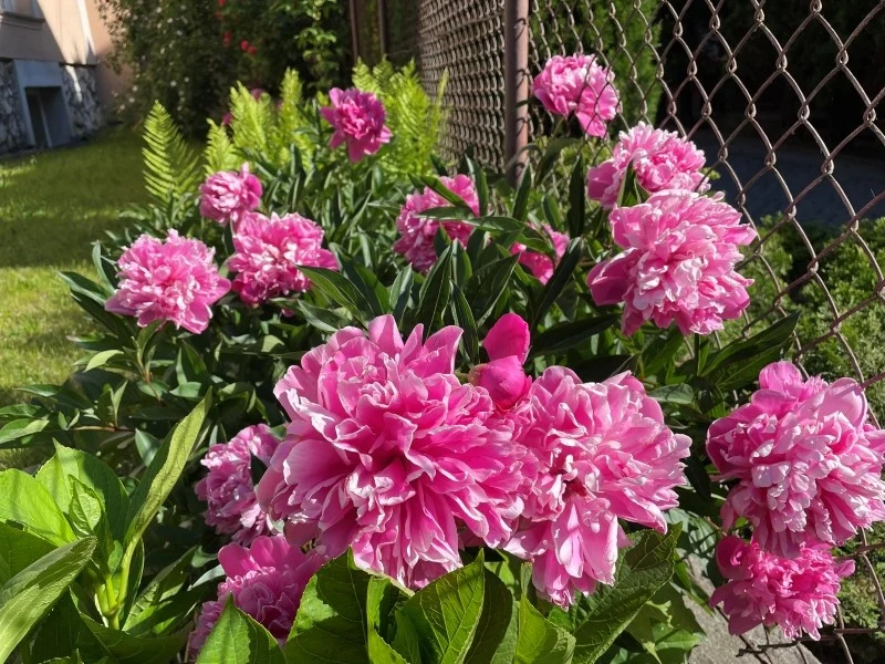 Duży wpływ na długość kwitnienia piwonii ma odpowiednia pielęgnacja